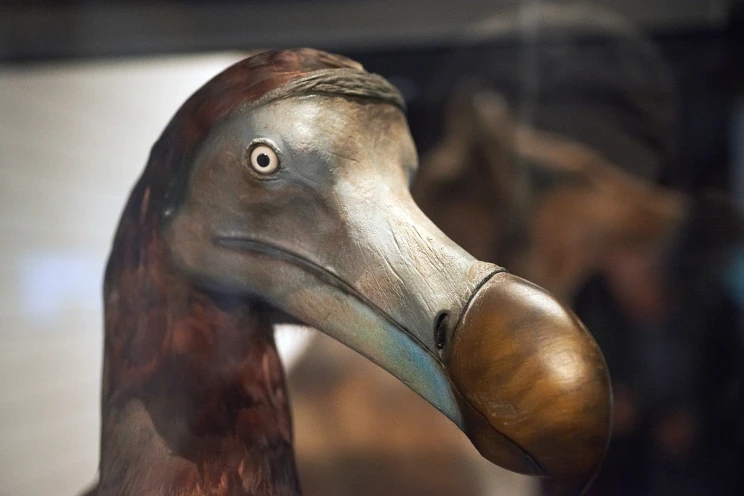 dodo-head