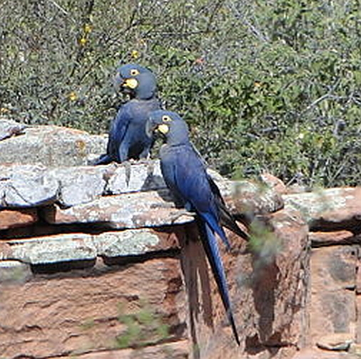lears-macaw