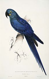 lears-macaw2