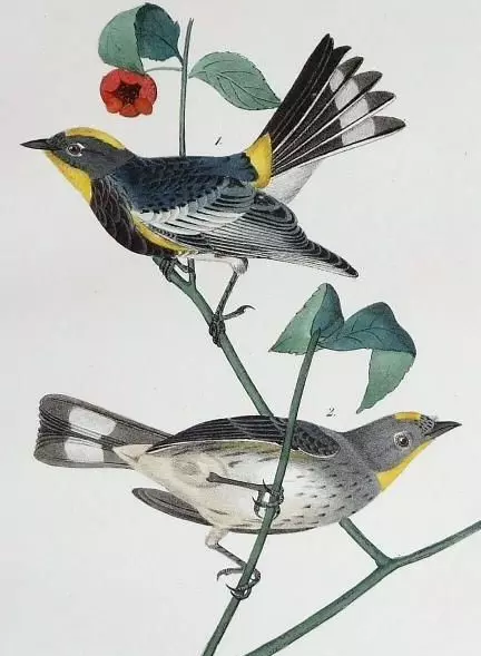 audubon warbler