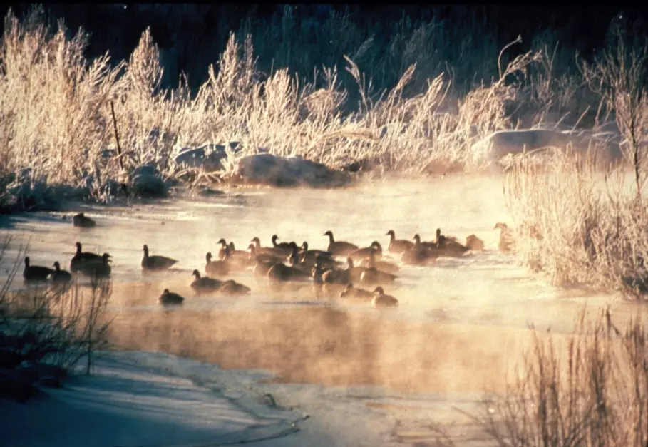 black ducks in winter